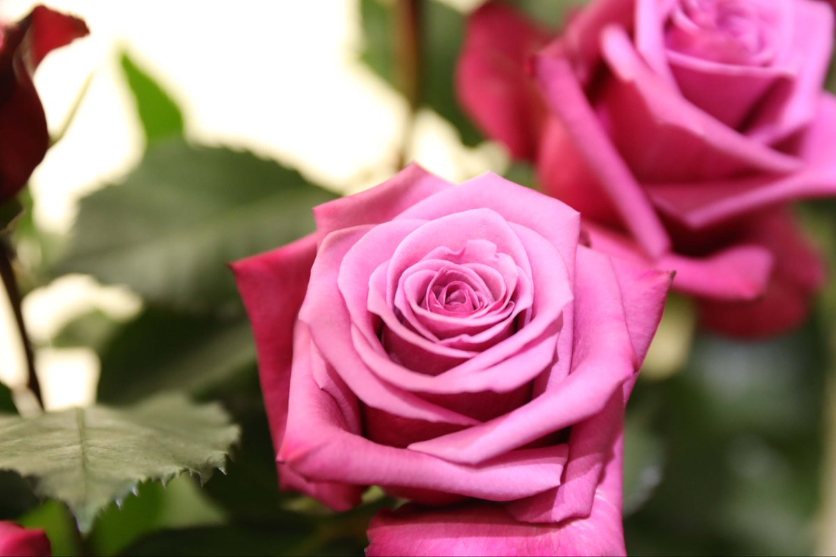 MujerGeneroCund's tweet photo. Cundinamarca es el principal departamento productor y exportador de flores de Colombia. Desde la Sabana de Bogotá, esta industria impulsa el empleo, fortalece el campo y lleva la calidad colombiana a mercados internacionales. #CundinamarcaEsJulio16 https://t.co/dmXRVB3UDH