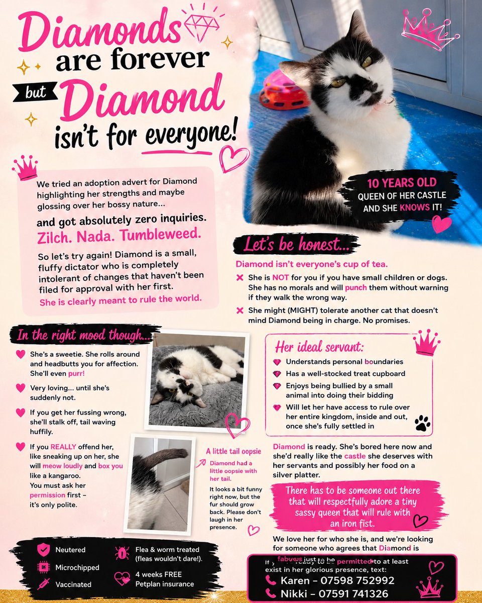 New Start Cat Rescue🐾💜🐾 tweet media