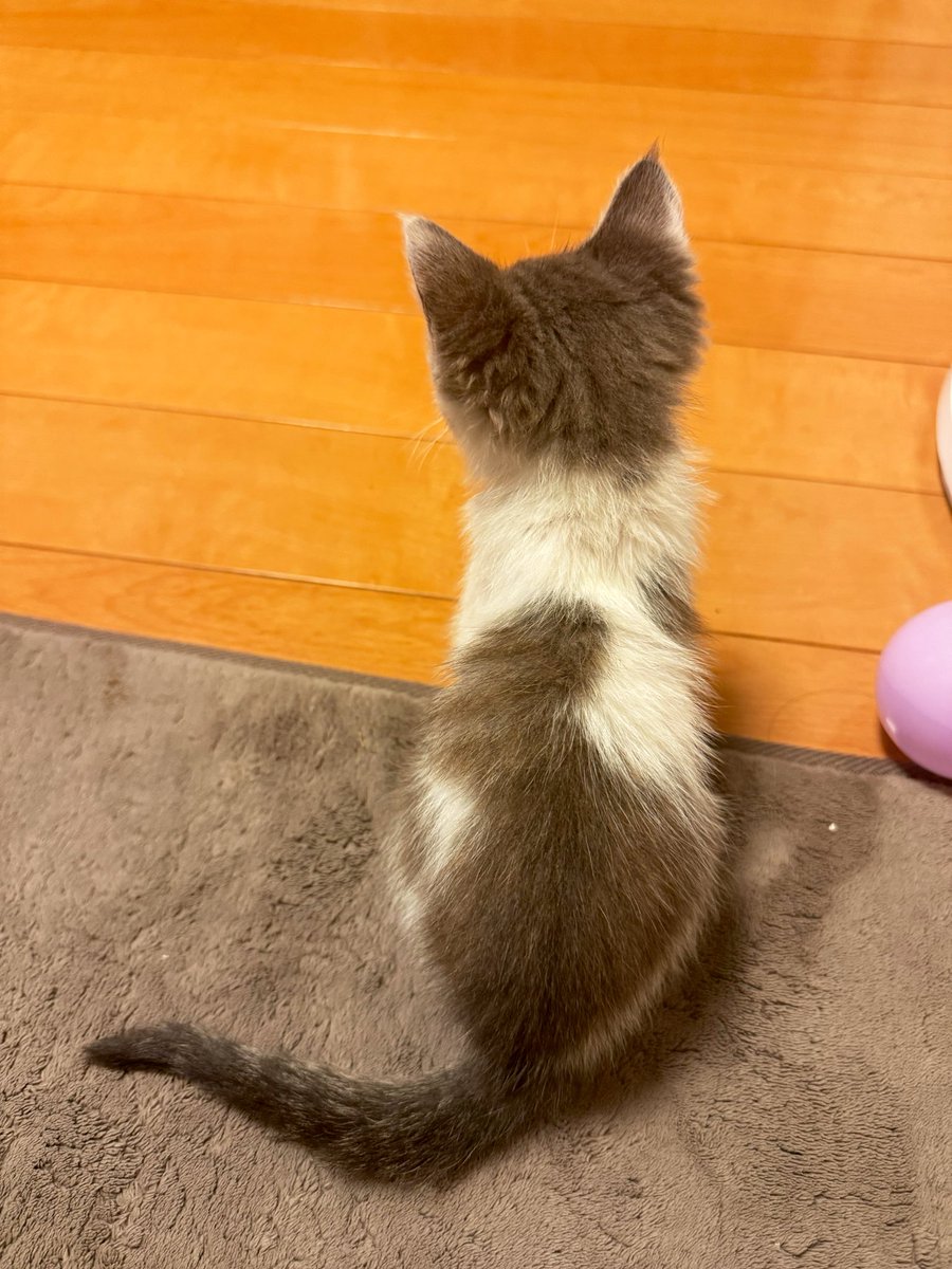 chanchabimeee's tweet photo. 彼の実家で保護した子猫
後ろ姿が愛らしい https://t.co/Qb4FF8pPxR