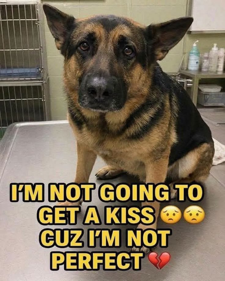 Dog Lovers tweet media