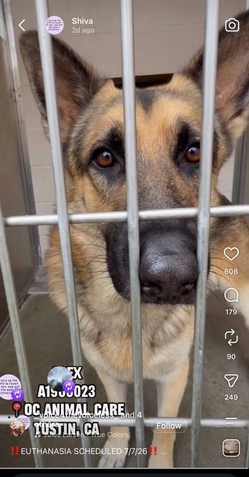 TrinaK9Rescue's tweet photo. UPDATE WE HAVE TAGGED HIM !!!!
📷 EMERGENCY: ALEX HAS PASSED HIS DEADLINE 📷📷
Alex is still alive…but for how much longer?
This 4-year-old German Shepherd was found wandering a busy intersection before ending up at OC Animal Care. During his neuter, veterinarians discovered a neck mass the size of an egg. Frightened during restraint, he reacted out of fear and is now Rescue Only.
Trina & Friends K9 Rescue is working on a plan to save Alex, but we need your help.
📷 Goal: $1,000
Your donation will help cover:
📷 Medical care
📷 Boarding
📷 Transport to safety
Every dollar matters. Every share could save his life. Please help us get Alex out before it’s too late.
📷 Alex #A1966023
📷 OC Animal Care – Tustin, CA
Please donate, share, and help us save Alex today. 📷
#SaveAlex #A1966023 #GermanShepherd #Urgent #RescueOnly #DonateToSave #ShelterDog #DogRescue #AdoptDontShop #SecondChance #TrinaAndFriendsK9Rescue #SaveThemAll