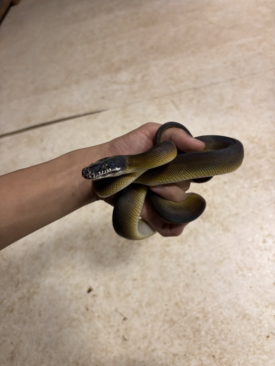 KajiSyu1's tweet photo. 今日は世界ヘビの日らしいのでうちのアルバ2匹でもどうぞ!
それぞれ性格が全く違うのでお世話してて楽しいです笑
ちなみに名前は左が政宗(まさむね)くん、右が愛姫(めごひめ)ちゃんです!
#世界ヘビの日 #アルバーティスパイソン
#whitelippedpython #leiopythonalbertisii https://t.co/ndsUSwWwg0