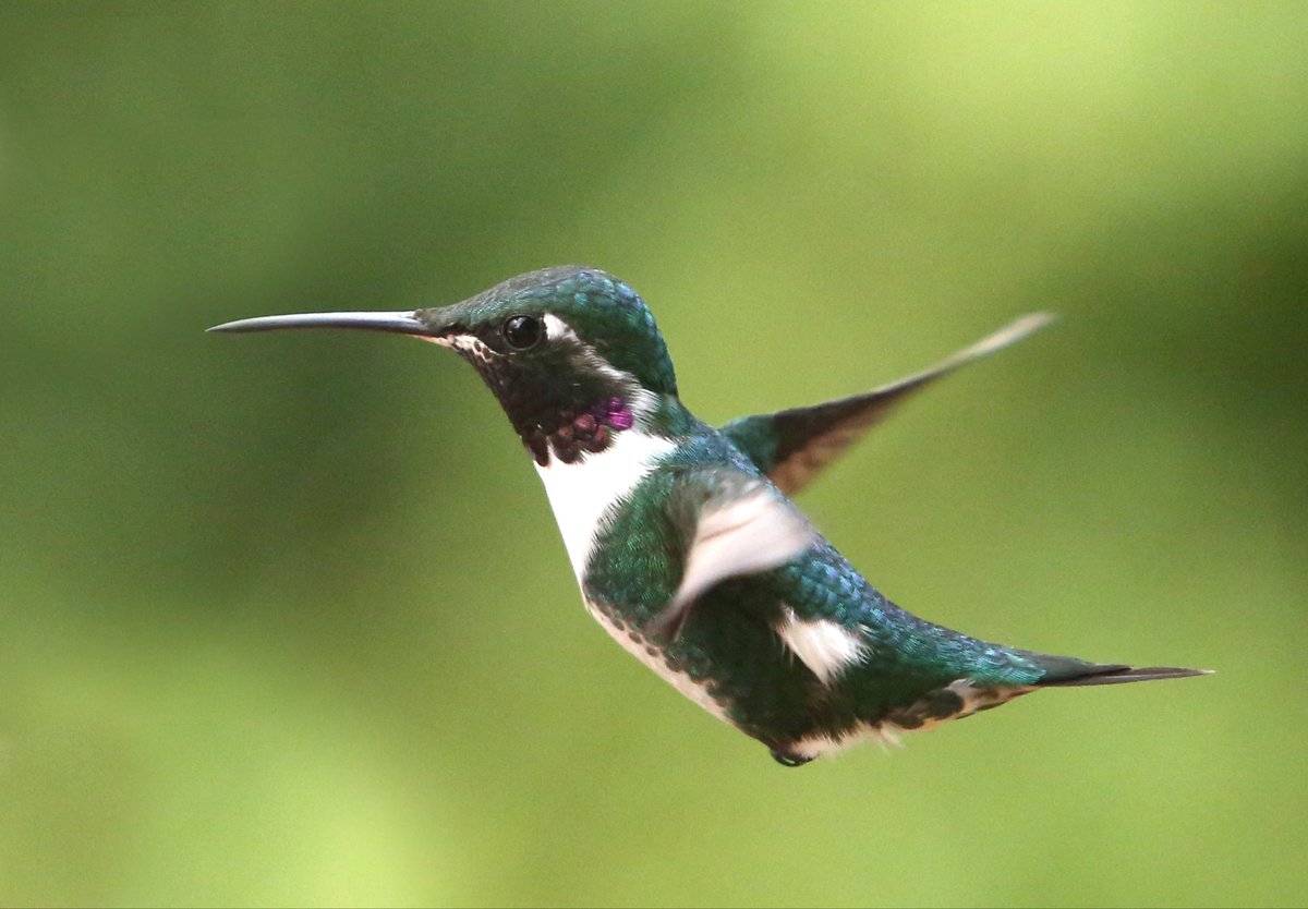 MujerGeneroCund's tweet photo. Cundinamarca es uno de los principales destinos para el aviturismo en Colombia. Sus páramos, bosques, humedales y reservas naturales albergan una extraordinaria diversidad de aves y ecosistemas. #CundinamarcaEsJulio16 https://t.co/NUUJz72xkk