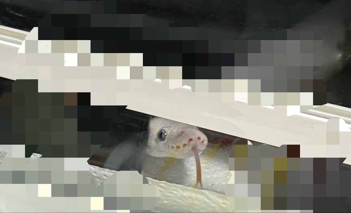 9Python0 tweet picture