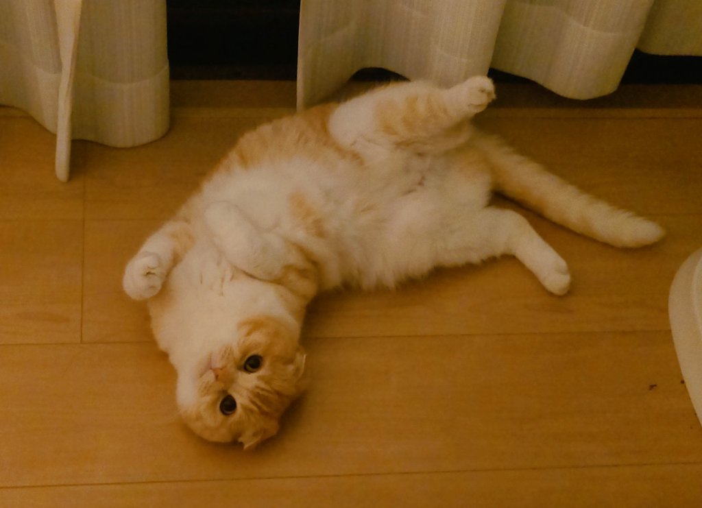 himri824's tweet photo. どこに行っても熟睡できないにゃ…

#ひまりタイム https://t.co/Hpdbwv9XmA