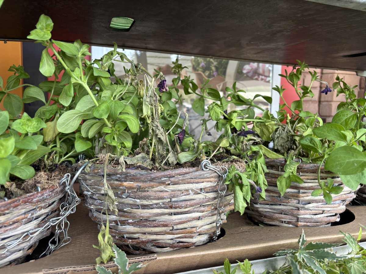 StephMurphy66's tweet photo. I think, as a consumer, I expect better than this wastage I see every time I go to my local supermarket. Rows of dead or dying pot plants, left in the heat with no water. If they’re not selling, stop stocking them! We are a wasteful society @The_RHS @Love_plants https://t.co/lIjq6SAj9H
