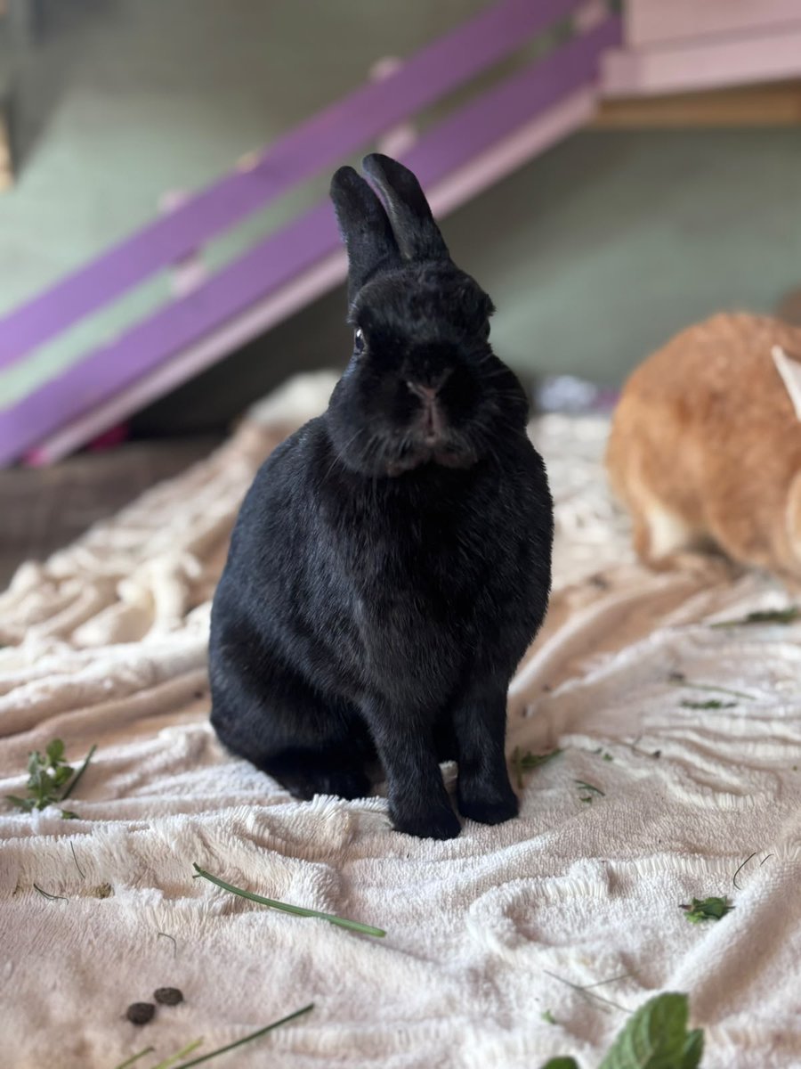 Carrot Cottage Rabbit Rescue tweet media