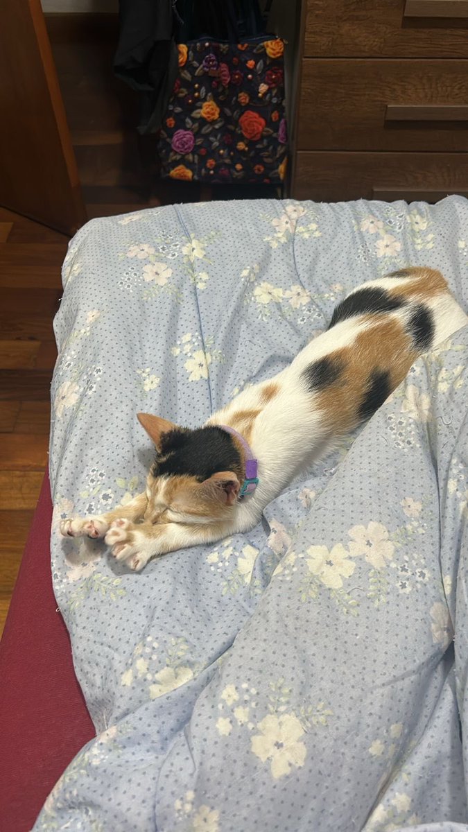 abacagi_'s tweet photo. a minha é magrela, mas talvez seja pq ela ainda é só um nenem https://t.co/bixjlpcW4u