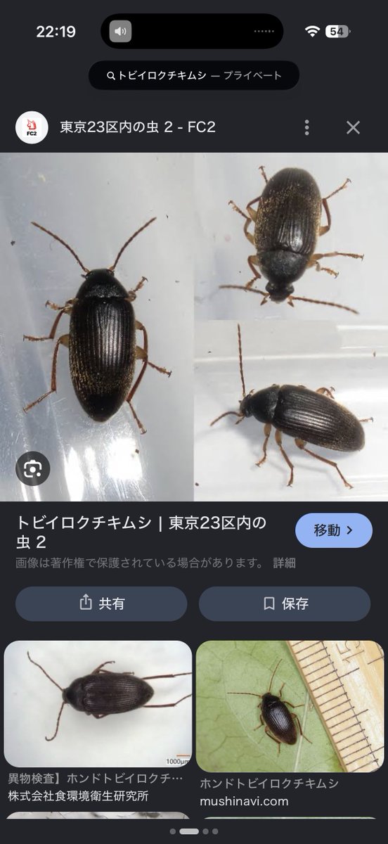 DorcyChan's tweet photo. @fFdP4tUh1KgKJOX そうにしか見えないですよね！！
めっちゃ似てるけどコイツでした https://t.co/eTeFDLV8qj