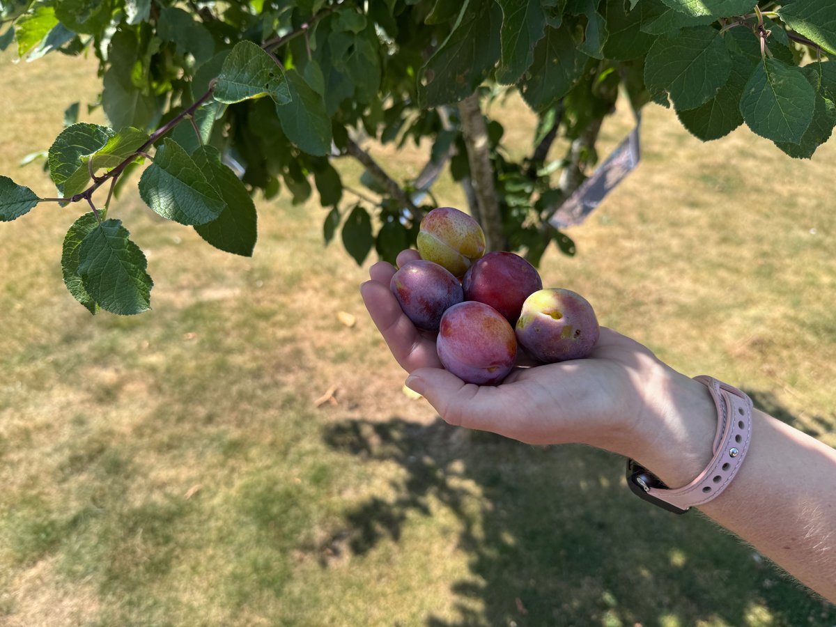 GrowWithKG's tweet photo. YAY! First set of plums harvested today. Beautiful...

Keep those photos of your plot/harvests/progress coming!

#kitchengarden #growing #growyourown #gardening #plot #allotment #growyourownfood #allotmentsuk #homegrown #garden #gardenlove #gardeninspiration https://t.co/ofg3CAMuzC