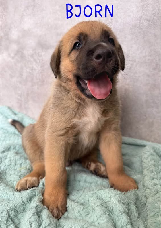 GalgosdelSol's tweet photo. Mamma Mia’s pups have not had a single enquiry… the bad luck to be born a Mastin. 
Come on, give them a share, they are adorable ☺️ https://t.co/GTBV8nXmgZ