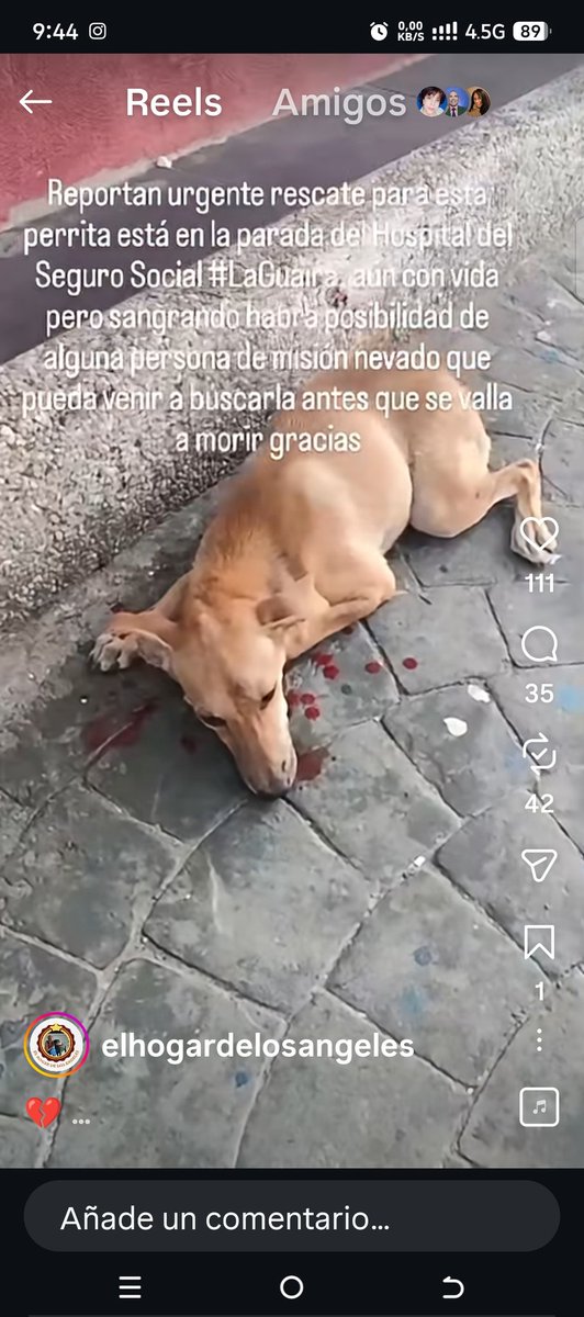 neo999's tweet photo. Atención reportan este caso urgente la Guiaira en la parada del Seguro Social, necesita atención veterinaria urgente 
@A64029345 @apoyocanino @asoc_vpla @SomosNevado @AlexaGomezDos @gracon27 @Mary_Jar @Mary_Jar @quierounperrove @olgaquiamodoro @PCivil_Ve @LaGuairaTV https://t.co/3bGxdfPE8Q