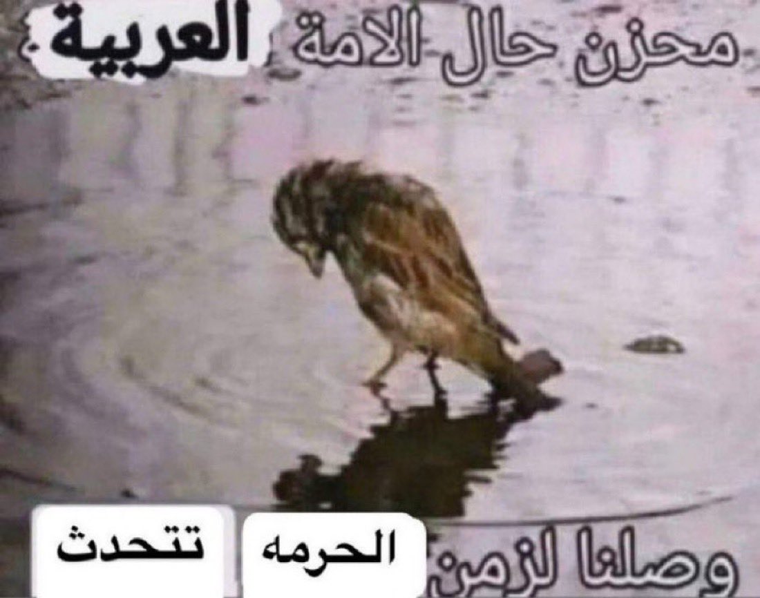 حمد tweet media