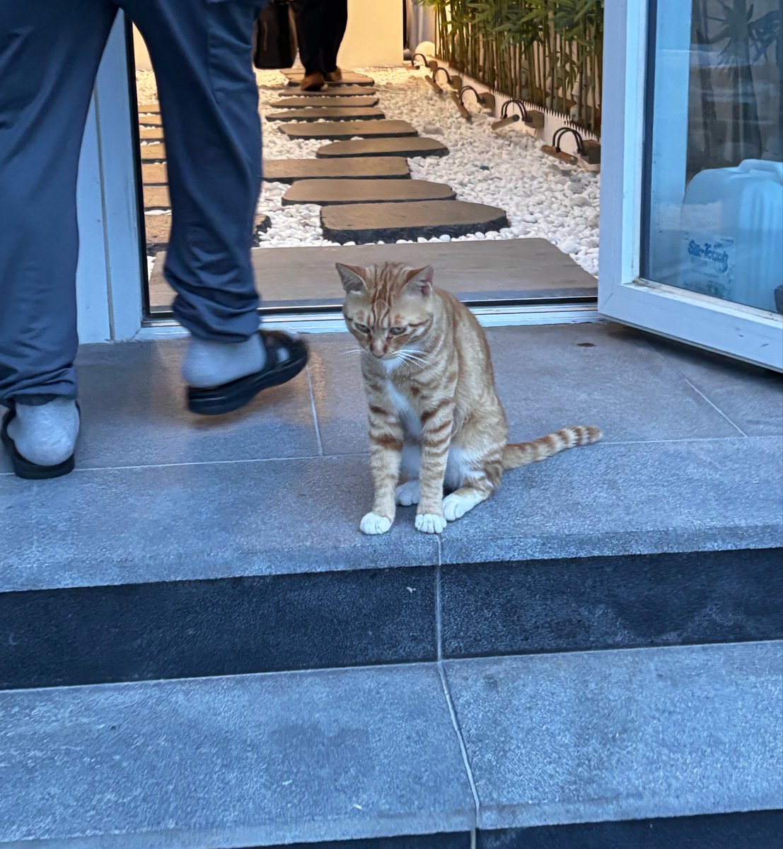 domanryo's tweet photo. 고양이
사진짝는다니까 급하게 젓가락을 회수해봤지만 늦은 아빠
기분이 좋아 바닥을 꼬리로 청소한 고양이
고양이 https://t.co/2frvM8x7y8