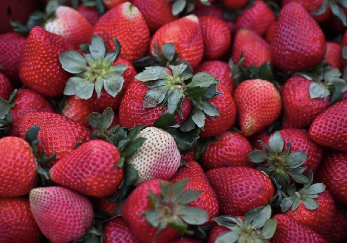 HaciendaCundi's tweet photo. Además de flores y papa, el departamento sobresale por la producción de frutas como fresa, uchuva, mora y gulupa, productos que fortalecen la oferta agrícola y las exportaciones colombianas. #CundinamarcaEsJulio16 https://t.co/cakMkGCKxz