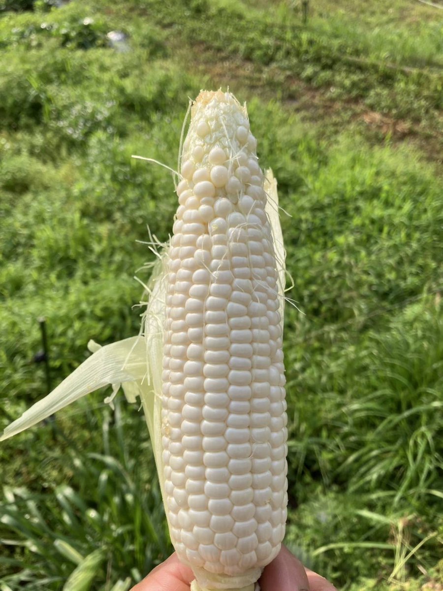iwakurafarm's tweet photo. ホワイトショコラ🌽残り3本です。ご希望の方はご予約お早めにお願いします。 https://t.co/EJW3yQmPR0