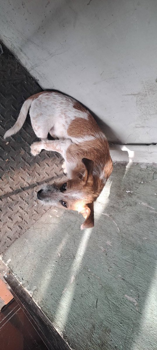 A64029345's tweet photo. A este precioso lo encontré en la av nueva granada en caracas muy desorientado y asustado ayúdenme para que aparezca su dueño 📷📷
Dios les bendiga. Solo difundo caso de terceros.. https://t.co/fAy6JgAv8Q