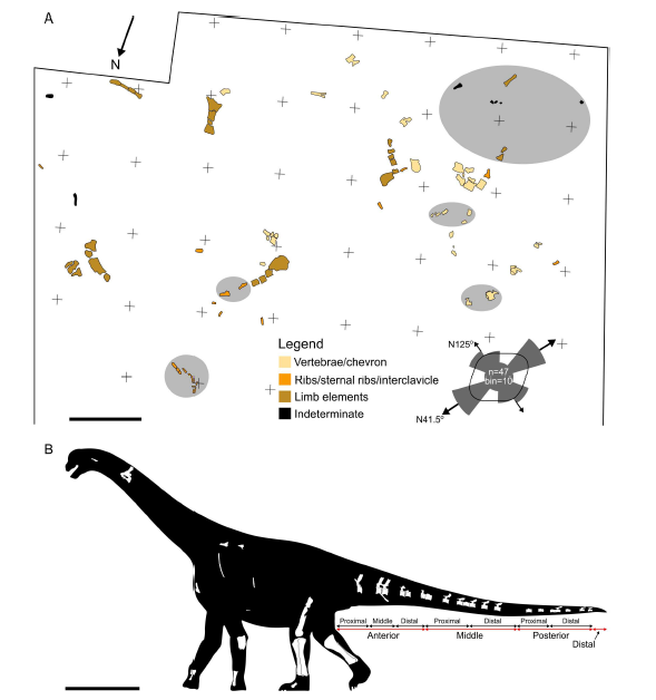HildoBifrons's tweet photo. New EARLY(?) or MIDDLE(?) Jurassic NEOSAUROPOD from India

[A new diminutive Jurassic neosauropod from the Kaladongar Formation (Khadir Uplift) of the Kachchh Basin, western India]

https://t.co/yWiorhzV0O

Ceratocaudia antiqua gen. et sp. nov. https://t.co/yrHkn1dPcK