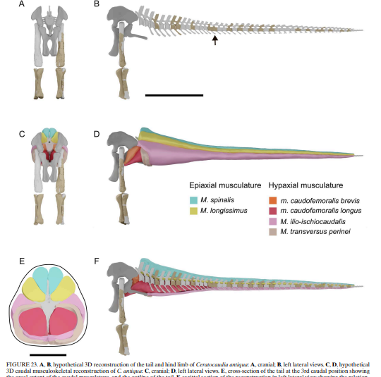 HildoBifrons's tweet photo. New EARLY(?) or MIDDLE(?) Jurassic NEOSAUROPOD from India

[A new diminutive Jurassic neosauropod from the Kaladongar Formation (Khadir Uplift) of the Kachchh Basin, western India]

https://t.co/yWiorhzV0O

Ceratocaudia antiqua gen. et sp. nov. https://t.co/yrHkn1dPcK
