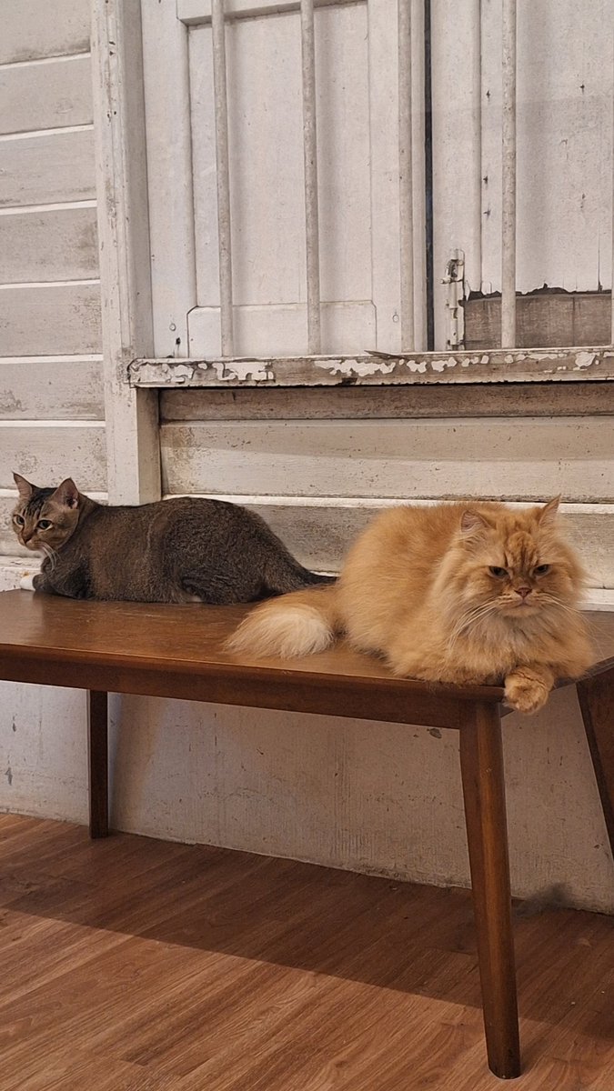 riourii's tweet photo. kopi cat fr this place https://t.co/s6Bl9F1fYv
