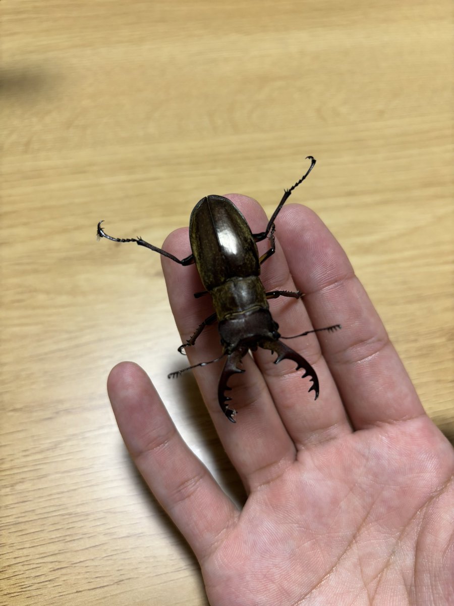 cafimon28's tweet photo. 別場所はさっきの比じゃない量のノコギリと少しだけミヤマ
家に帰ったら網戸にミヤマくっついてた(笑) https://t.co/RHaVtiIvdP