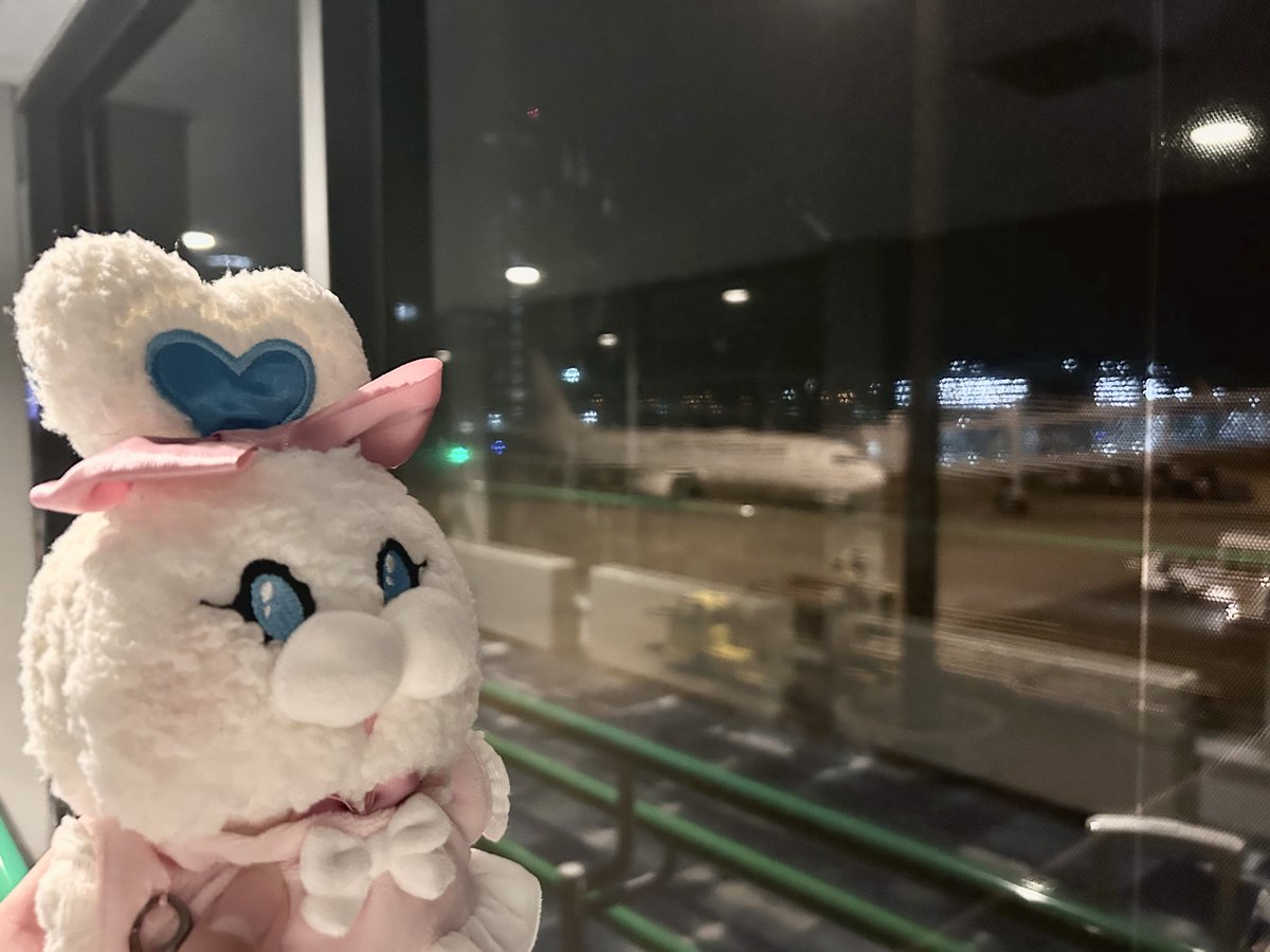 usabuinmzk's tweet photo. うさぶーちゃん！飛行機だよ！

#みてみてうさぶー https://t.co/0O2XkyyCJ0