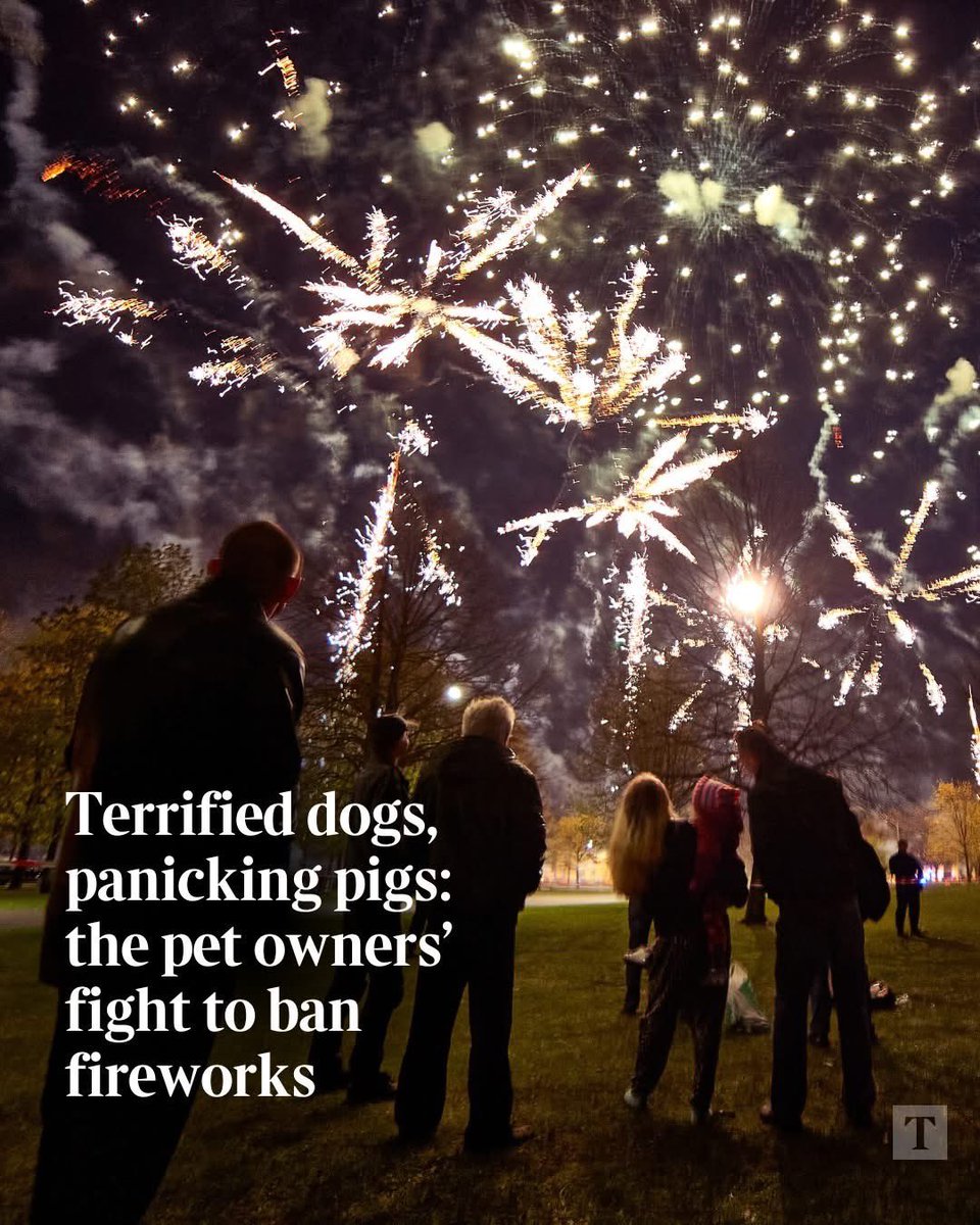 domdyer70's tweet photo. The Government has finally launched a consultation on fireworks to protect dogs and pets

- Limit loud fireworks to professional displays only

- Tougher safety rules for lower-risk fireworks

- Bans on the most dangerous fireworks

This needs cross party support the public is expect nothing less