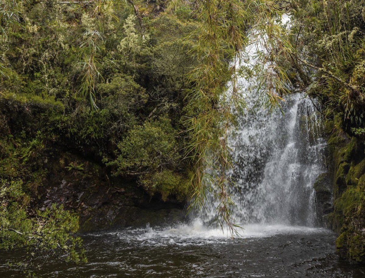 HaciendaCundi's tweet photo. El río Bogotá nace en Villapinzón y recorre cerca de 380 kilómetros antes de desembocar en el río Magdalena. Su recuperación ambiental representa uno de los mayores desafíos para la región. #CundinamarcaEsJulio16 https://t.co/pc2HWOM2BE
