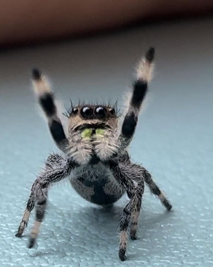 Spiderincrisis's tweet photo. I AM CHOSEN!🕷️🕷️
#JumpingSpider #MacroPhotography #Nature #Spider #Arachnid https://t.co/zujngMbYqI