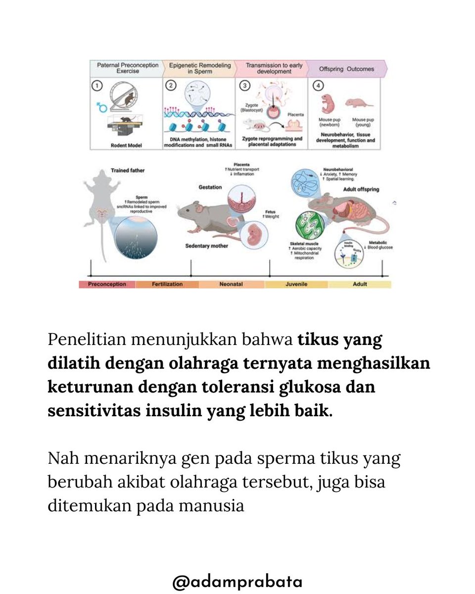 AdamPrabata's tweet photo. Ternyata Calon Ayah yang Rajin Olahraga Bisa Berpengaruh ke DNA Anak Kata Jurnal Ini

Selama ini kita pikir DNA anak cuma warisan gen dari orang tua yang gak bisa diubah. Namun penelitian terbaru ini menunjukkan bahwa 𝘀𝗽𝗲𝗿𝗺𝗮 𝘁𝗲𝗿𝗻𝘆𝗮𝘁𝗮 𝗯𝗶𝘀𝗮 “𝗱𝗶𝗺𝗼𝗱𝗶𝗳𝗶𝗸𝗮𝘀𝗶” 𝗺𝗲𝗻𝗷𝗮𝗱𝗶 𝗹𝗲𝗯𝗶𝗵 𝗯𝗮𝗶𝗸 𝗯𝗶𝗹𝗮 𝘀𝗲𝗼𝗿𝗮𝗻𝗴 𝗰𝗮𝗹𝗼𝗻 𝗮𝘆𝗮𝗵 𝗺𝗲𝗹𝗮𝗸𝘂𝗸𝗮𝗻 𝗼𝗹𝗮𝗵𝗿𝗮𝗴𝗮 𝗿𝘂𝘁𝗶𝗻.

Penelitian terbaru menunjukkan bahwa tikus yang dilatih dengan olahraga ternyata menghasilkan keturunan dengan toleransi glukosa dan sensitivitas insulin yang lebih baik. Nah menariknya gen pada sperma tikus yang berubah akibat olahraga tersebut, juga bisa ditemukan pada manusia

Penelitian lain menunjukkan bahwa olahraga yang dilakukan oleh ayah dan ibu, sebelum terjadi pembuahan, ternyata berhubungan dengan perubahan DNA pada anak, yang mengarah pada kondisi metabolik serta kemampuan otak yang lebih baik

𝗣𝗘𝗥𝗟𝗨 𝗗𝗜𝗜𝗡𝗚𝗔𝗧!
Penelitian ini sifatnya masih dalam tahap perubahan genetik dalam bentuk metilasi pada sperma calon ayah yang rutin berolahraga. Belum ada bukti penelitian yang langsung menunjukkan sebab akibatnya.

𝗞𝗘𝗦𝗜𝗠𝗣𝗨𝗟𝗔𝗡
Olahraga yang dilakukan oleh calon ayah ternyata tidak hanya berdampak pada kesehatan dirinya sendiri, namun juga berpotensi berdampak pada kondisi kesehatan metabolik dan kemampuan otak calon anaknya.