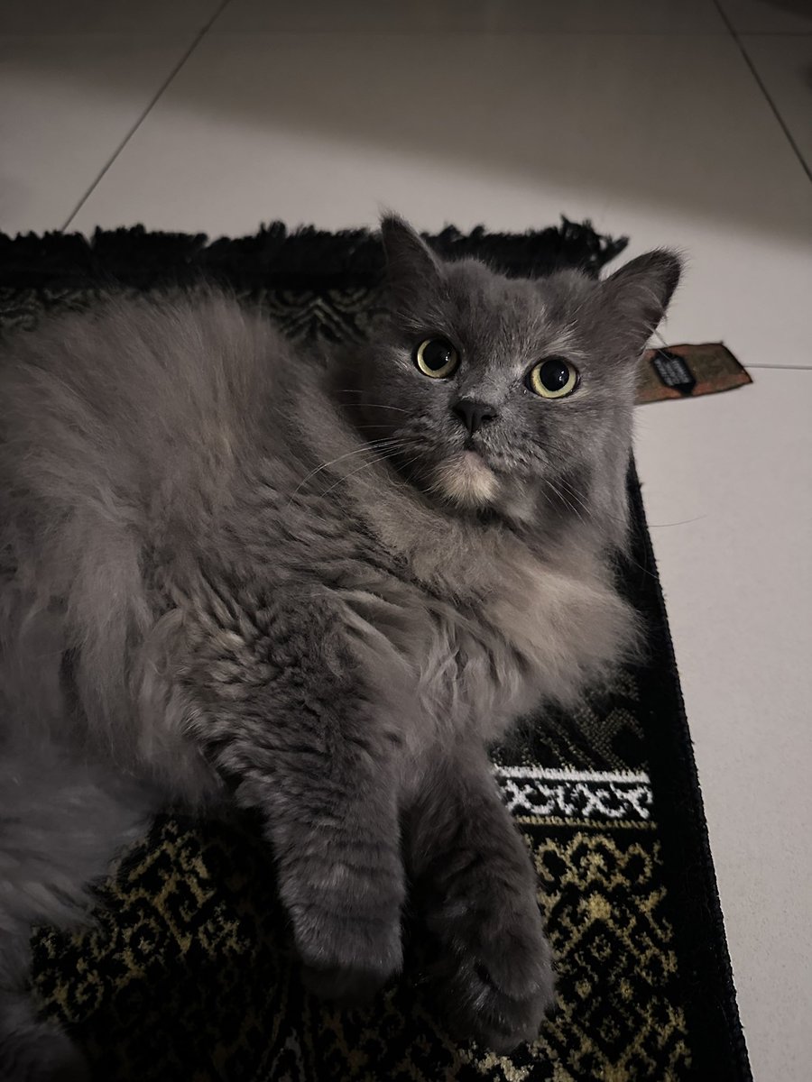 halo aku kucing tweet media