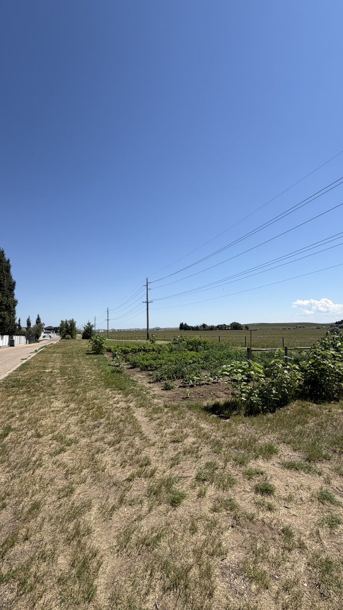 carolcrick2's tweet photo. Can’t have a garden because it’s free . @medicinehatcity making excuses that it impedes the power lines but look at those trees. Better take them out too.@MarcNixon24 @junonewscom @mario4thenorth @BertaProudDad @IFindCADRetards @IfindRetards https://t.co/hLpQIYLyen