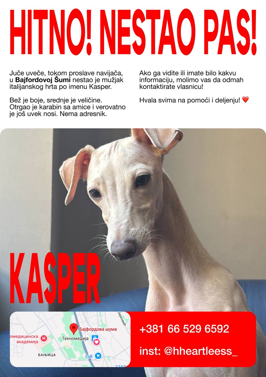 kuma_macka's tweet photo. Белград, нужна помощь!

Левретка, мальчик, бежевый - ему где-то 9 месяцев. Вчера убежал, вечером-ночью, во время гуляний болельщиков. Оторвал карабин от шлейки, шлейка светлая, лиловая. Вероятно, что остался в ней, адресника нет, озывается на кличку Каспер. https://t.co/9YbMAfbupe