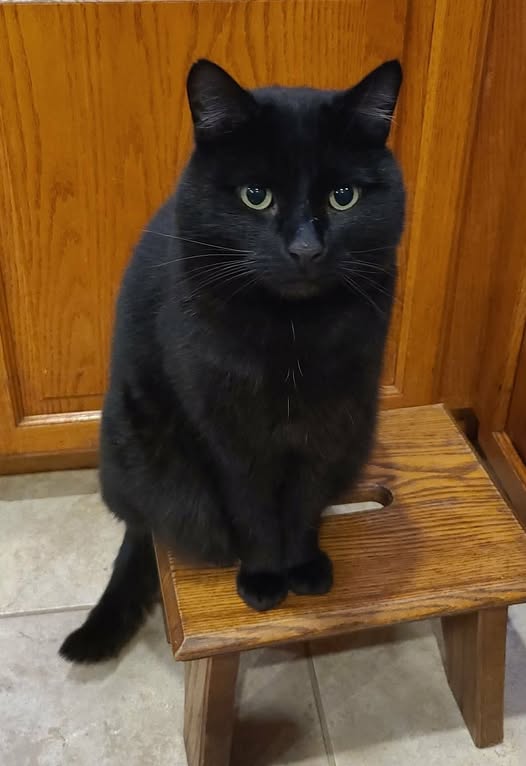 GuelphLostPets tweet picture