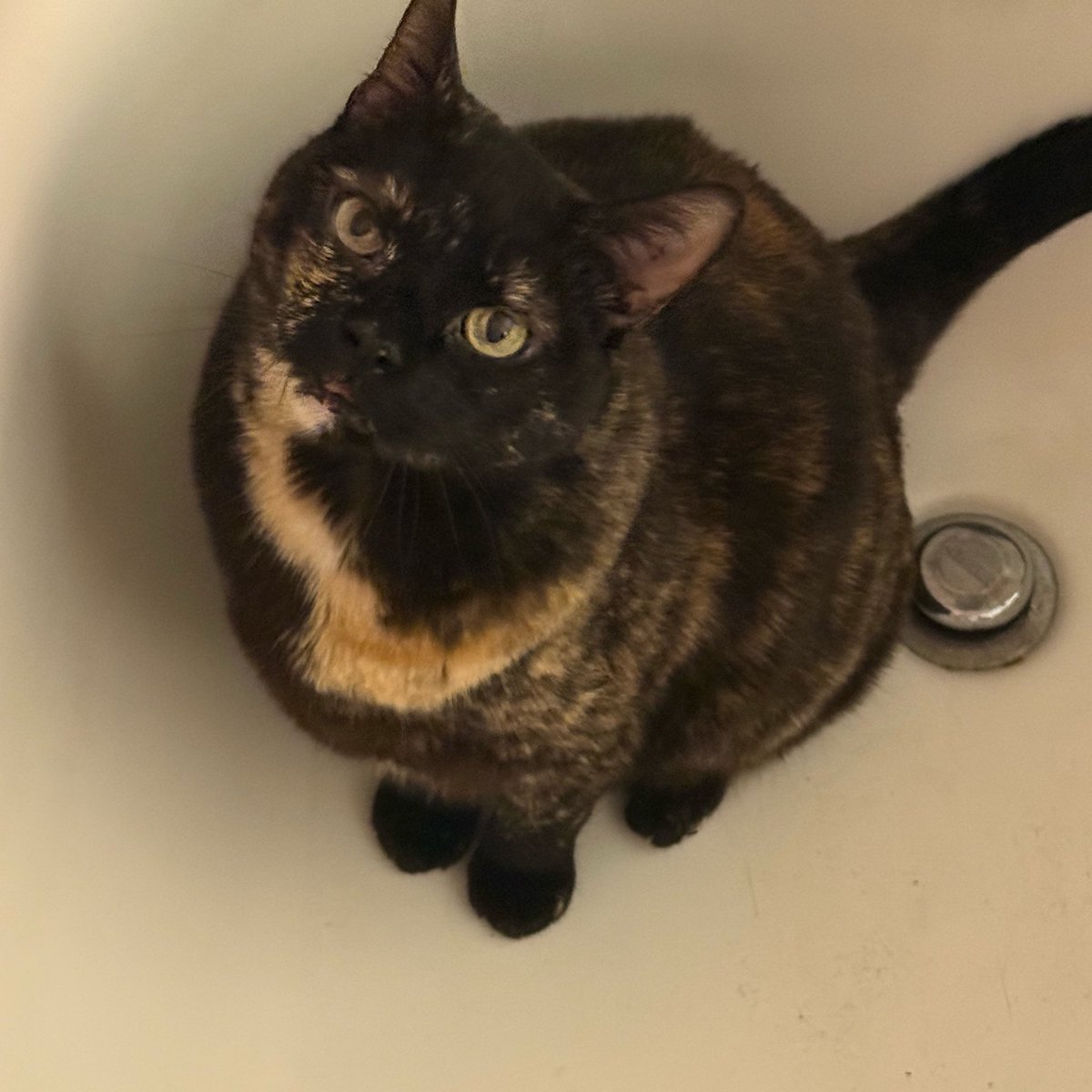 Stormy_Life_'s tweet photo. Oh me? Nothing much…

Just having a standoff in the shower with my cat. https://t.co/IDAoIHsUZb
