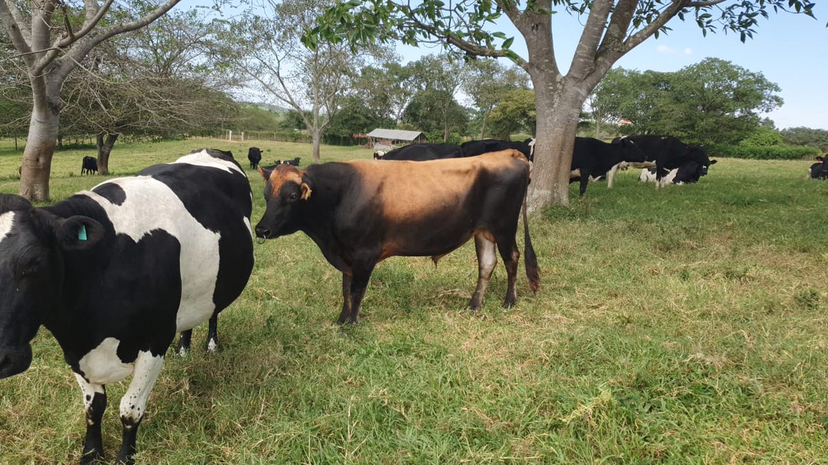 RuteegaR's tweet photo. Some men out compete this bull in making it https://t.co/wIDB2ry1Tb