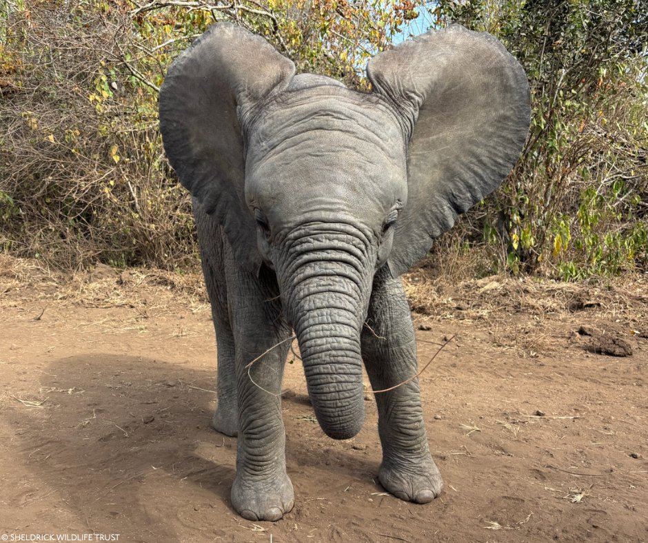 SheldrickTrust's tweet photo. Every parent knows the look. Which of these three wild-born calves do you reckon is about to cause trouble?

1. Nala, posing – with her mother Nasalot keeping an eye on proceedings.
2. Subiri, having a go at pushing Weka.
3. Sulwe, staring directly down the lens.

All three were born to orphaned elephants we raised and returned to the wild, where they started their own families. A next generation of our Orphans' Project, growing up entirely wild. 

Let us know which one gets your vote – and tell us which of the three you'd like to know more about.