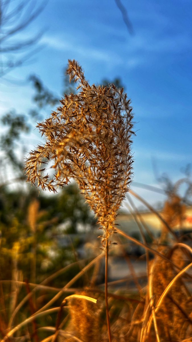 qgdksPBXp1rbtCJ's tweet photo. New to photography Start with mastering natural light—shooting during golden hour (1hr after sunrise/before sunset) instantly warms your shots and makes composition easier! https://t.co/BbjTHmsTvf
