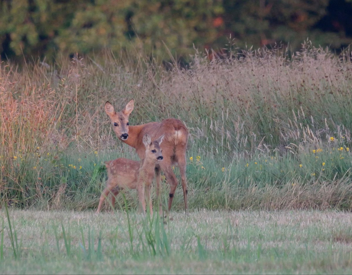 awdbossie's tweet photo. Het reekalfje
#ree #reekalf #kalf #natuur https://t.co/xHOPzofOmx