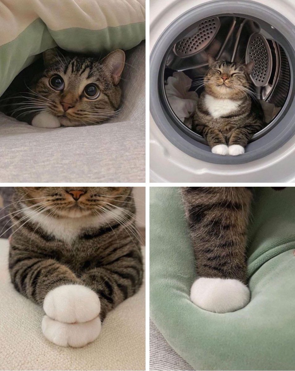 Cats Out Of Context tweet media