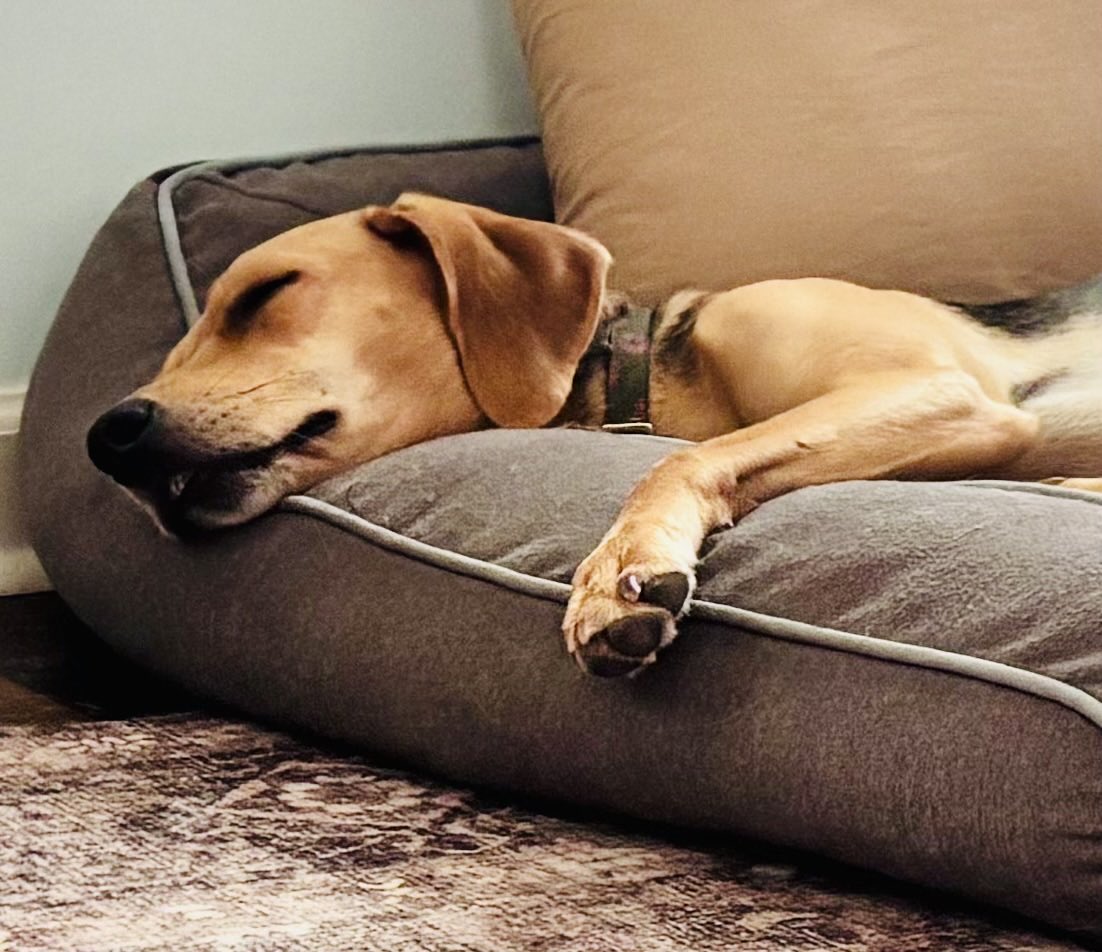 trumphispanic47's tweet photo. A happy home with 5 rescue hounds! 🐶🐶🐶🐶🐶🇺🇸🙏🏽❤️💤 https://t.co/pQUT2ntZox