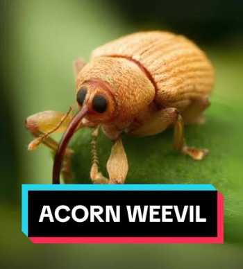 DrakeRamoray586's tweet photo. Los 2 "insectos" que empecé a dibujar anoche ↓🕷️🪲

Tengo pendiente dibujar a todos los que he escrito en la última imagen de arriba >:D

Son como 200 piezas de expansiones no oficiales (creados por mí y por muchos fans) que estoy haciendo realidad para poder jugarlos online 7u7 https://t.co/lxGcYr5Wvz