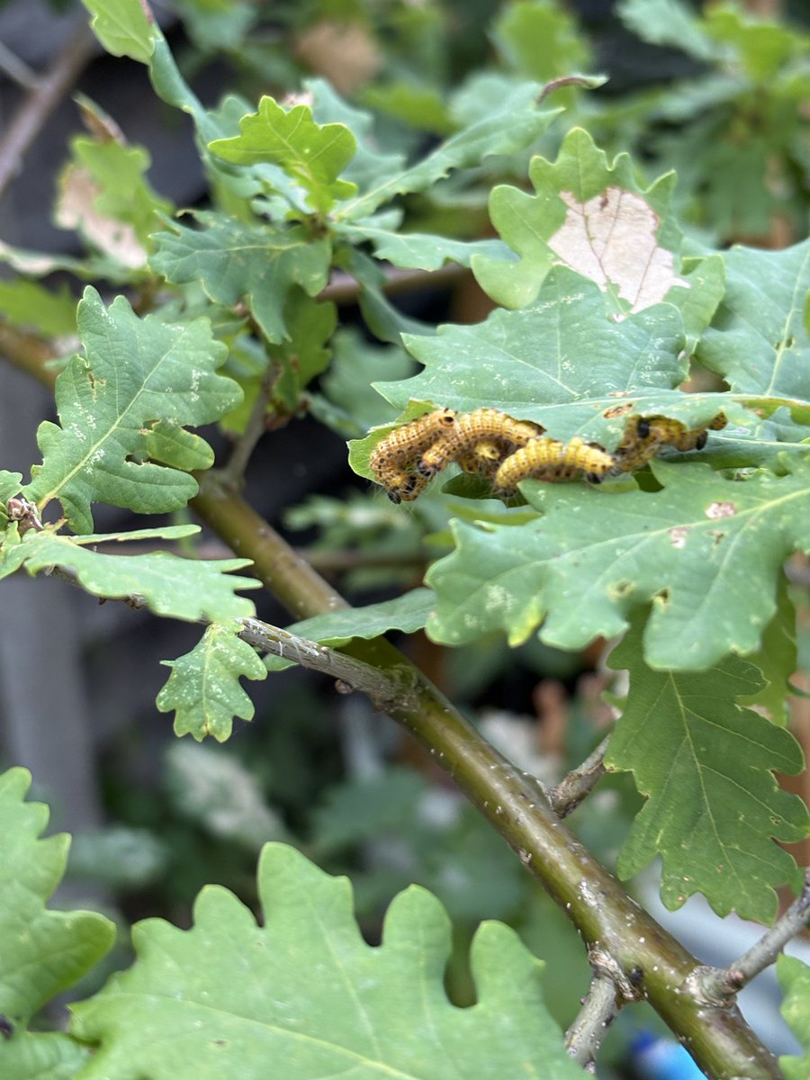 Penny_Prior's tweet photo. Caterpillars on our tiny oak tree, as far as I can tell they are not processionary moth caterpillars 😬 https://t.co/FWXk1JPW3A