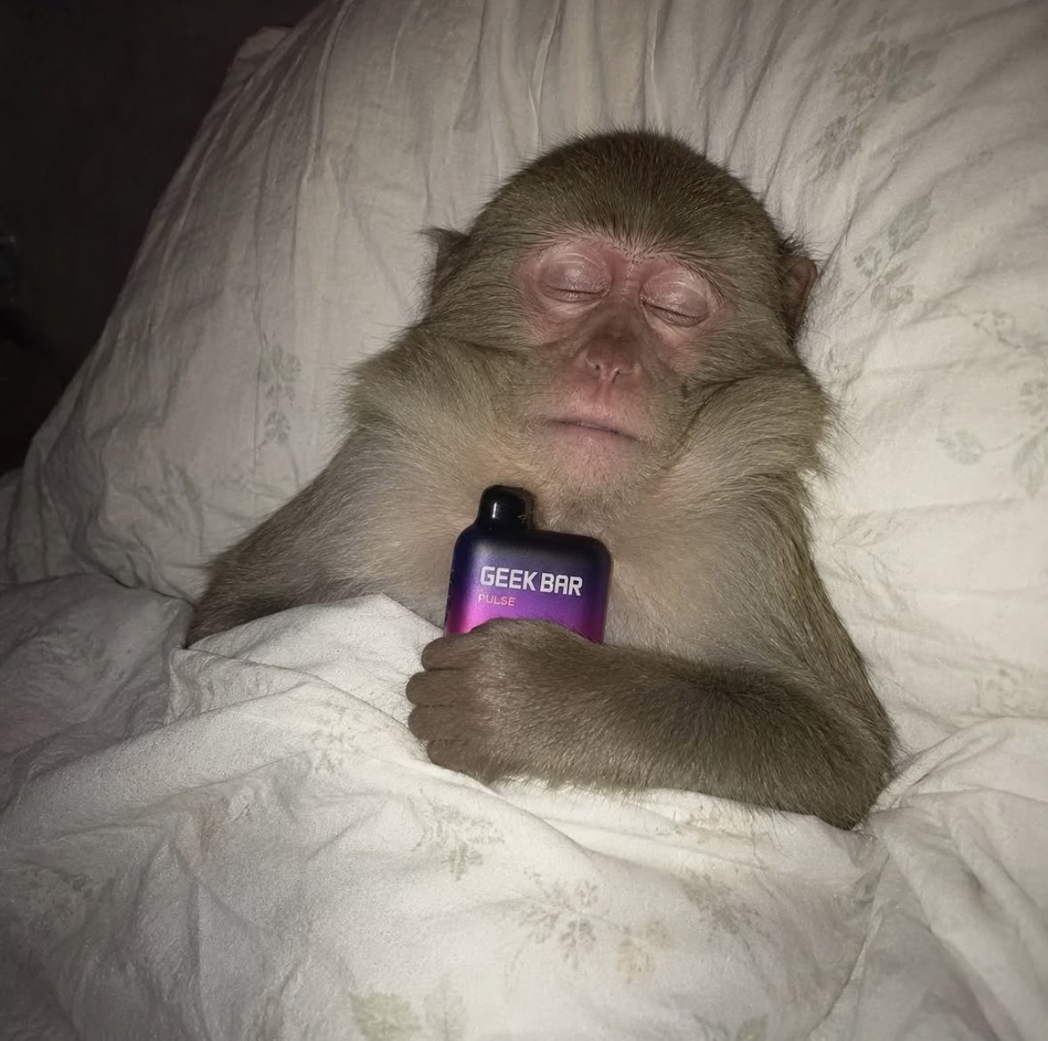 kingfarticus's tweet photo. How my girl sleeps every night https://t.co/RA3OjXLvZN