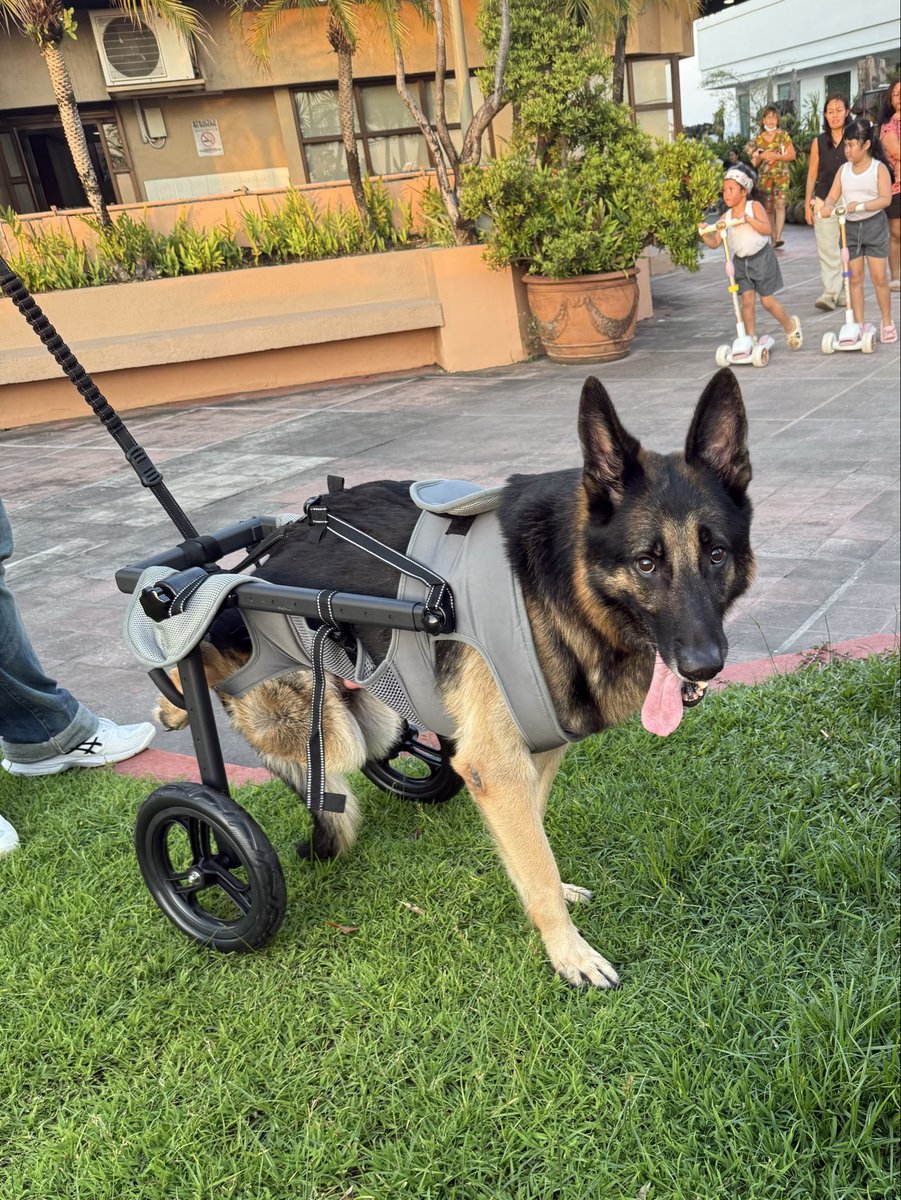 monetandtrees's tweet photo. my senior dog got wheels today https://t.co/YghdljHkx6