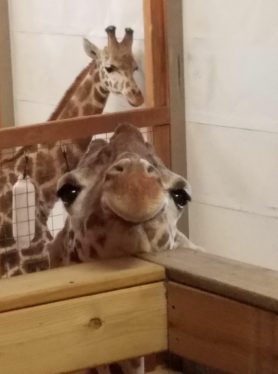 equine__dentist's tweet photo. can i come over and stare at you like this https://t.co/alFwcxYs7g