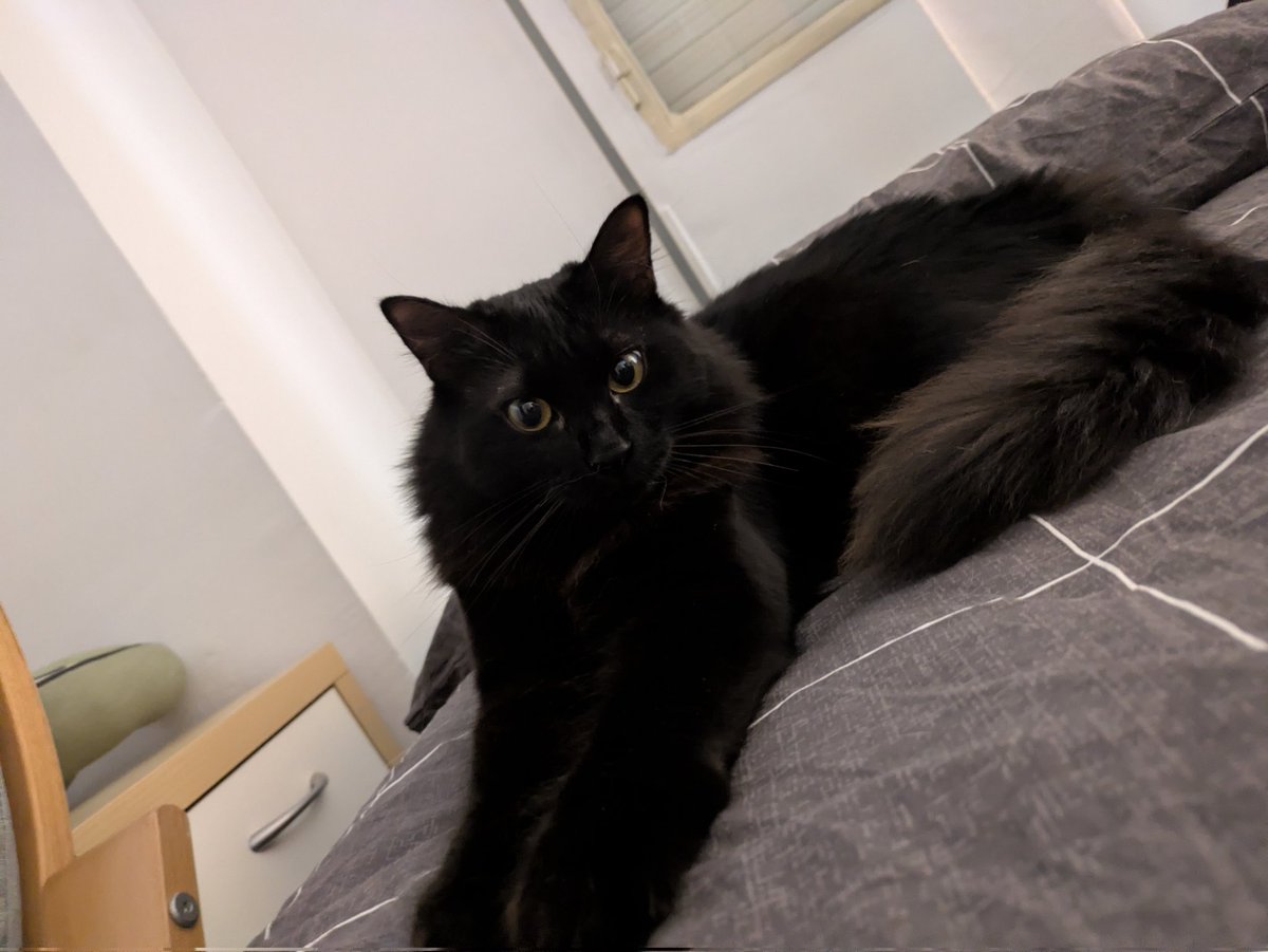 _AlexxRay_'s tweet photo. Miau https://t.co/i3w3piNSxP