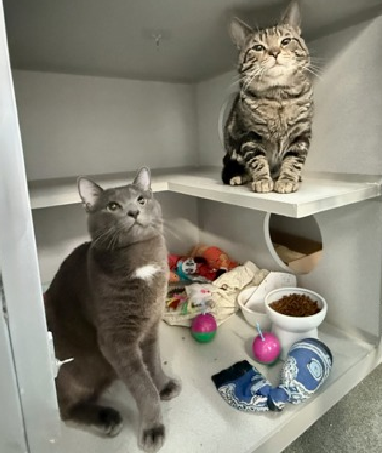 JLthekid9999's tweet photo. 🆘🆘 YOSEMITE (ID 250752), 2 YO, MALE –  IN MANHATTAN ACC - came into the shelter as a stray on 3/28/2026.    🆘🆘 😿 😿 😿 😿

🆘🆘 UPDATE – UPDATE – WE HAVE JUST LEARNED THAT YOSEMITE CAME IN WITH HER BONDED HOUSEMATE AND FRIEND -EVERGLADES (ID 250751) – RECENTLY REMOVED FROM EPL - LET’S KEEP THEM TOGETHER🆘🆘

➡️TBD 7/18/26

➡️ TOO LOW ON PLEDGES TO STIMULATE RESCUE INTEREST

➡️🆘🆘 12TH Chance on Emergency Placement List – 12 TIMES IS ALMOST UNPRECEDENTED – TIME IS RUNNING OUT FOR YOSEMITE – MORE TIME VERY UNLIKELY - ALL HANDS ON DECK - NOW IS THE TIME TO ACT/HELP YOSEMITE - HIGHEST EU/SILENT KILL RISK- VERY LIKELY LAST CALL🆘🆘 😱🔥🔥😱

➡️ 111 DAYS IN SHELTER – TOO LONG – TIME IS RUNNING OUT

➡️ YOSEMITE IS ON THE EPL FOR BEHAVIORAL REASONS - He is not thriving in the care center and continues to display distance-increasing behavior when approached for interactions. He has not warmed up despite staff using treats to build a positive association. This designation often means that the cat will be given very little time for rescue/foster/adoption.🔥🔥🔥🔥

What my friends at ACC say about me:] I came in with my friend Everglades 250751 and would love to find a home with them! I'm an independent kitty who likes to do my own thing. I would appreciate slow introductions to new people and places to help me feel safe. I can be slow to adjust to new environments. I prefer to take things at my own pace. Yosemite tolerates attention and petting but appears fearful or stressed in the shelter. He may be a little more independent and may need time to warm up to his new home. We recommend this cat go to a home with experienced cat parents. Due to the behavior shown, he may not be a great fit for young children. Any home with older children prepared to adopt this cat should conduct a thorough interaction and endeavor to monitor this cat around their children to prevent these behaviors from being reinforced. A volunteer writes: Yosemite was found sitting frozen on a blanket with other cats in the park. Too scared to move or enjoy the food that had been left out for them, it seems like this group was all just hoping for the best but expecting much less. Fortunately for Yosemite and company, things started moving in the right direction when someone scooped them up and brought them to us. It's unlikely Yosemite interpreted this as a best case scenario because the shelter really does have quite a lot going on, maybe even too much for a quiet guy like Yosemite, but we've been working to convince him that sometimes the best comes in steps and even baby steps at that. Crouching in the back of his cubby, he didn't seem very interested in the toys, treats, or pets I had to offer, but I have to believe that Yosemite is only waiting for his chance. Another volunteer writes: Yosemite more recently decided to come out of his shell. He is sits more and more on his balcony or rests in his "living room". He is definitively interested in seeing people but has still a very hard time to trust us, even those he has seen the faces again and again. Yosemite likes to play though as you can see on his photos. He enjoys catnip toys and feather wands. He occasionally will accept a brief pet on his head when he samples treats. The Yosemite you see is likely not the real Mc Coy. The young guy needs to be given a chance and may be it could be with you!❤️ 😻❤️ 😻❤️ 😻

NEEDS OUT OF SHELTER ASAP –

Please RT or pledge, if you can, to save this little one.

@AdamsPaulGrimke
@mehser12

💔😿🙏Thank you

PIC – EVERGLADES, YOSEMITE