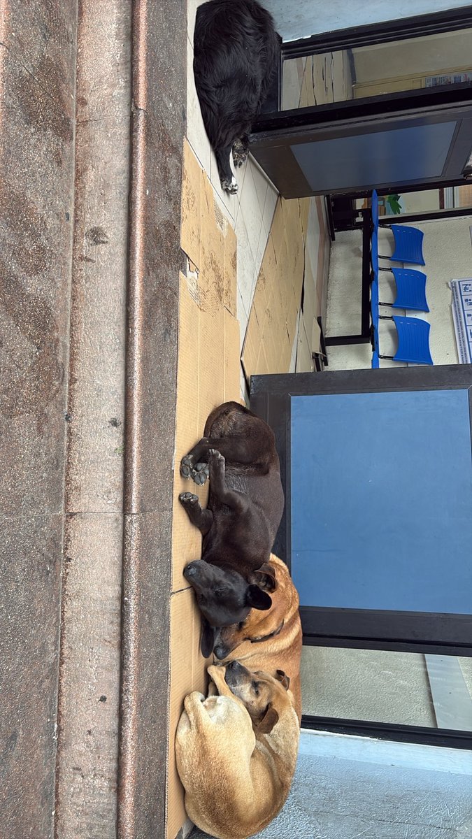 ruppyfreire's tweet photo. Porfa que alguien ayude a estos bebés que están fuera de la UEI DEL VAN BUREN ?
#valparaiso #perritos #refugio #galpon #bellavista
@alertanoticias https://t.co/e447U834vb