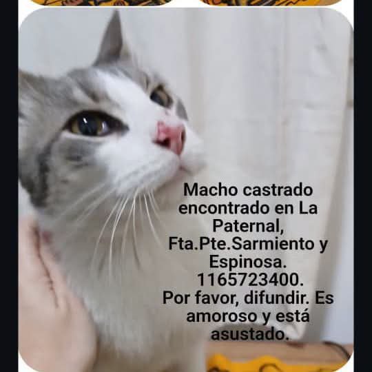 DeGatitos_'s tweet photo. #Parecenperdidos

RT RT RT 

PARECE PERDIDO EN LA PATERNAL!

CONTACTO EN LA FOTO 

#gatitosperdidos https://t.co/b6AFLmi7uw